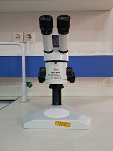 Third Responsive Image
