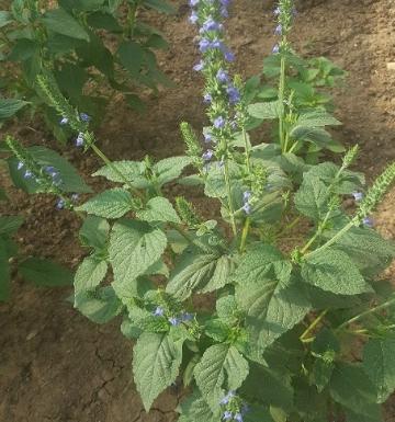 معرفی و تولید گیاه روغنی- دارویی چیا در دانشگاه رازی کرمانشاه