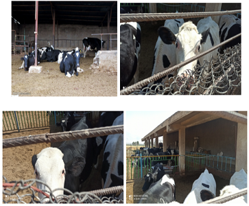 افزایش پرورش دام در پردیس کشاورزی