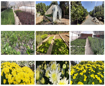 تولید نهال در دانشگاه رازی کرمانشاه