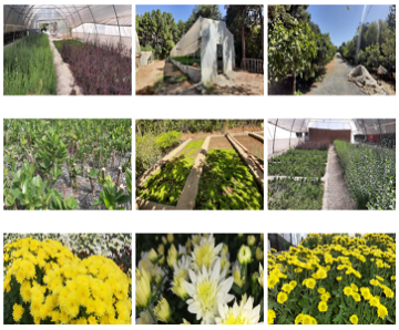 تولید نهال در دانشگاه رازی کرمانشاه