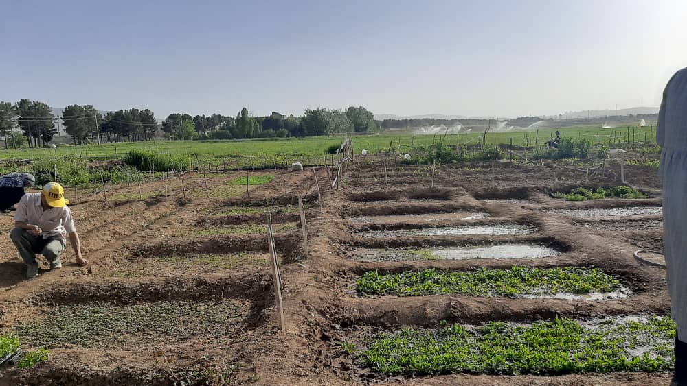 آغاز کشت نشایی باغچه سبز در دانشگاه رازی